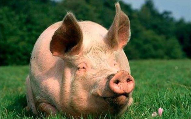 Hur man bestämmer vikten av grisar: djurets levande vikt och slaktvikt?