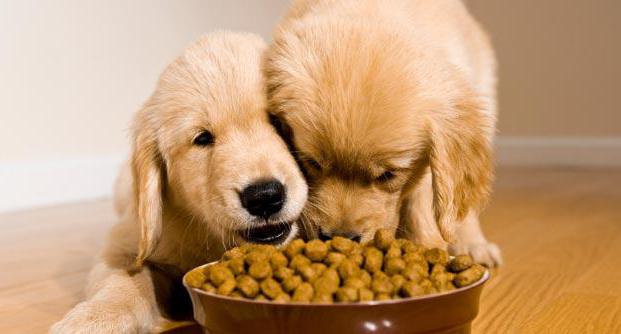 Feed nu för hundar: komposition, fördelar och nackdelar