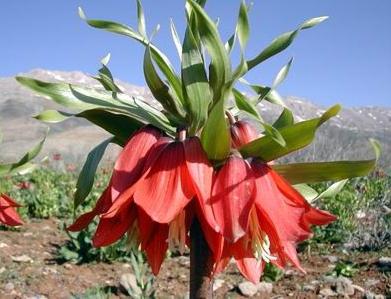Imperial hasselnöja: plantering och omhändertagande av en vacker växt