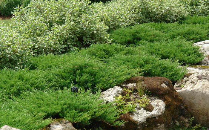 Juniperus horisontella Andorra kompakt: beskrivning, plantering, vård, funktioner