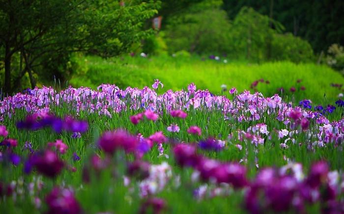 Planterar iris på våren - tips och tricks