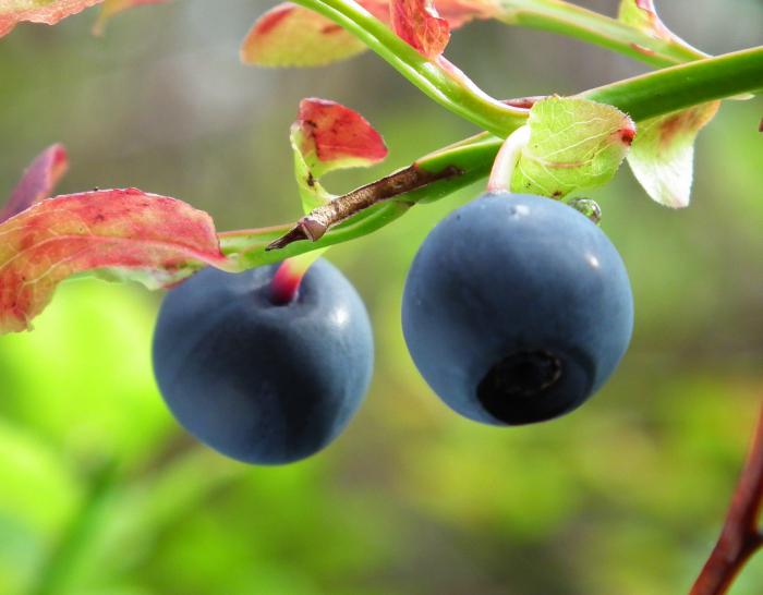 Hur man håller blåbär för vintern. Tips och tricks