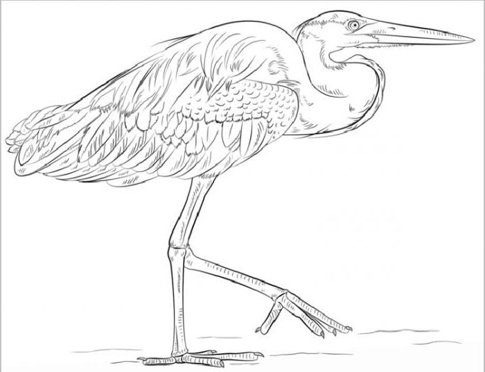 Konstnärlig lektion: hur man ritar en heron