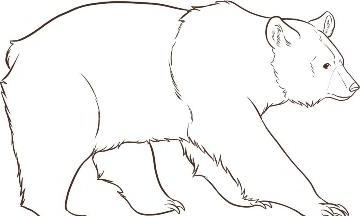 Hur man ritar en björn för att göra det enkelt?