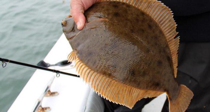 Black Sea flounder: foto och beskrivning