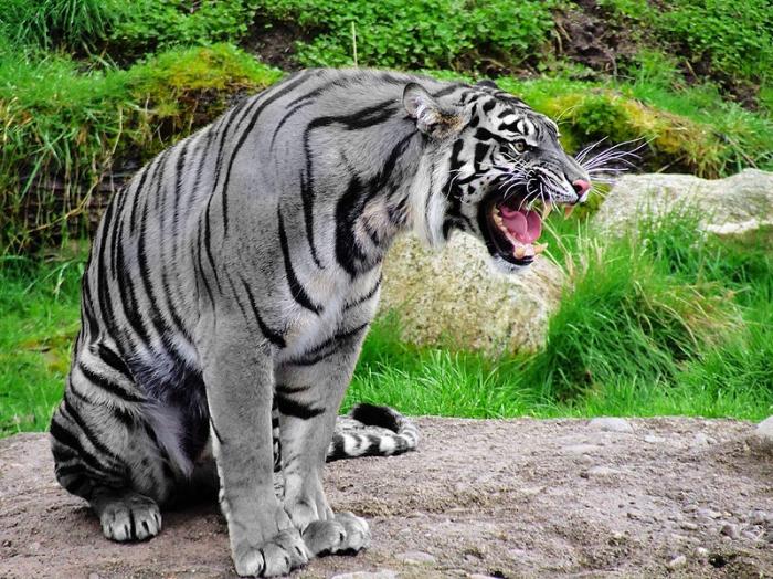 Är den maltesiska blå tigeren en myt eller en verklighet?