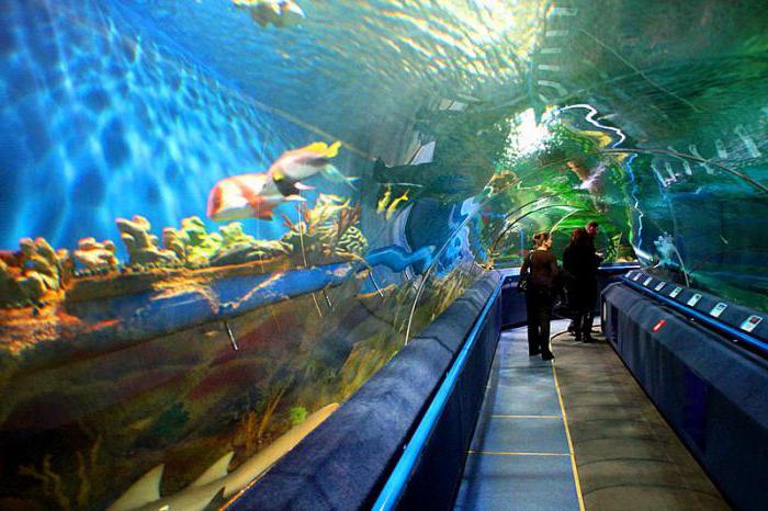 Det största oceanariumet i världen: storlekar, funktioner