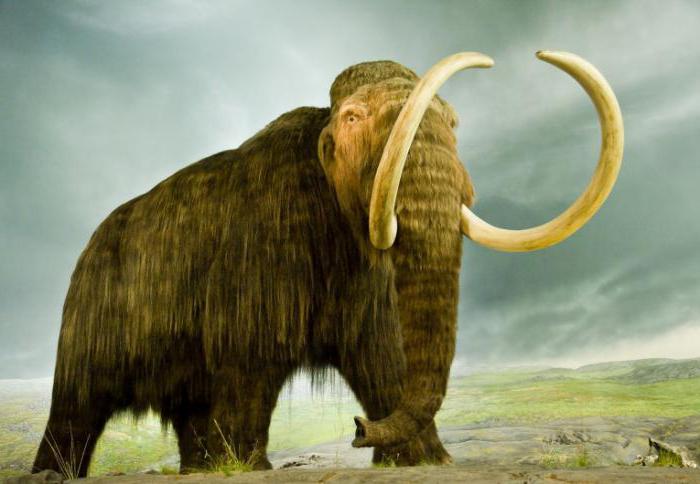 Mammoth utgrävningar i Ryssland