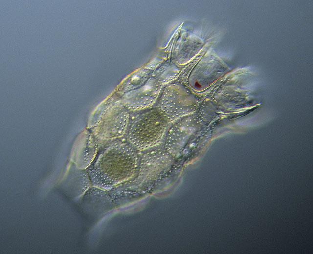Vilken struktur har protozoan cellen? Detaljerad beskrivning