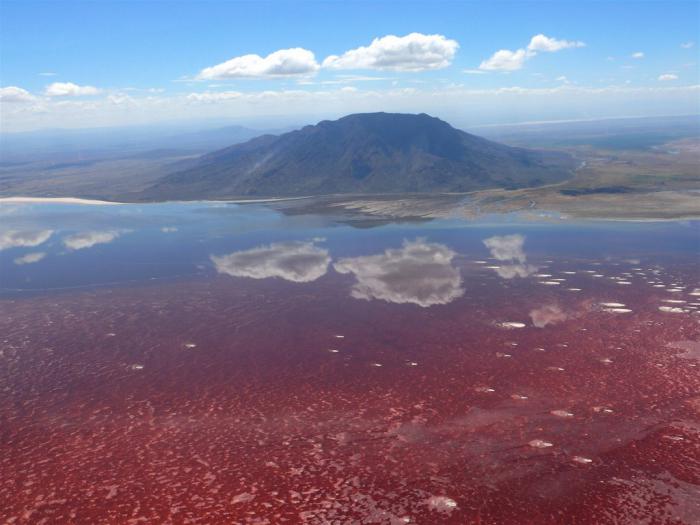Fenomenet Natron Lake - skönheten och fasan av den vilda naturen i Tanzania